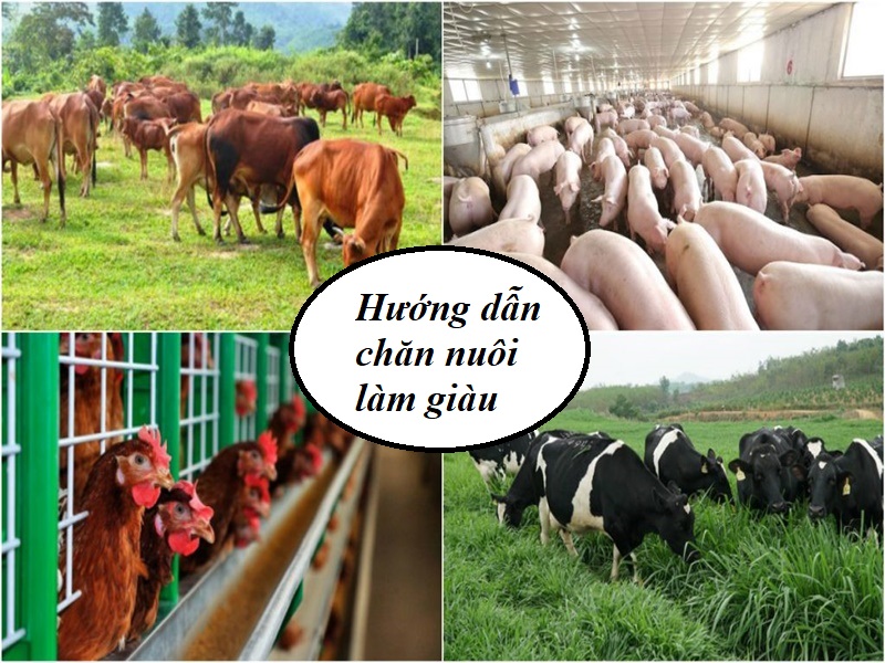 Hướng dẫn chăn nuôi làm giàu không phải ai cũng biết